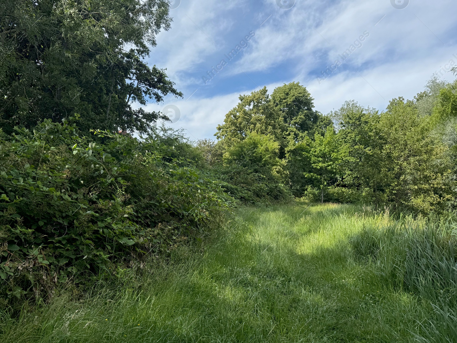 Beautiful trees and grass growing in park at summer Photo of Beautiful trees and grass growing in park at summer