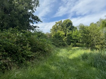 Photo of Beautiful trees and grass growing in park at summer