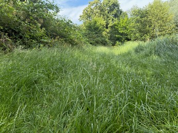 Photo of Beautiful trees and grass growing in park at summer