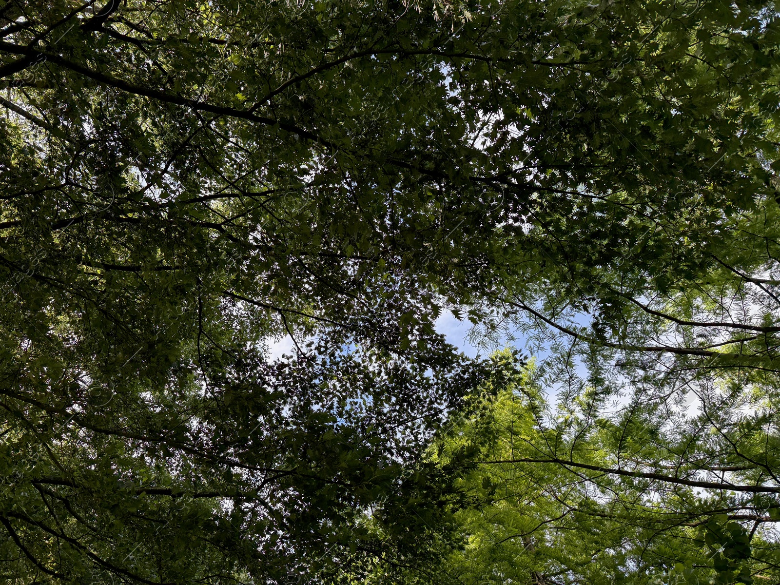 Photo of Beautiful tree with green leaves growing under blue sky, bottom view