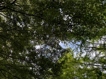 Photo of Beautiful tree with green leaves growing under blue sky, bottom view