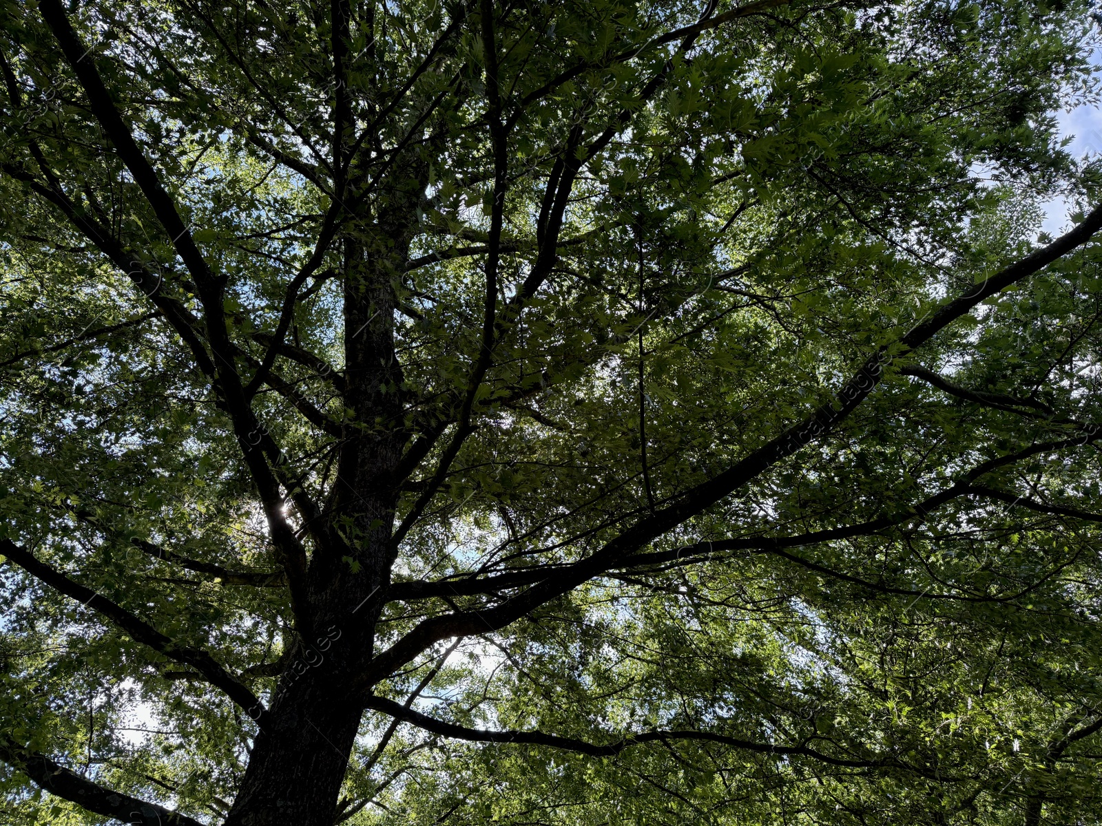 Beautiful tree with green leaves growing under blue sky, bottom view Photo of Beautiful tree with green leaves growing under blue sky, bottom view