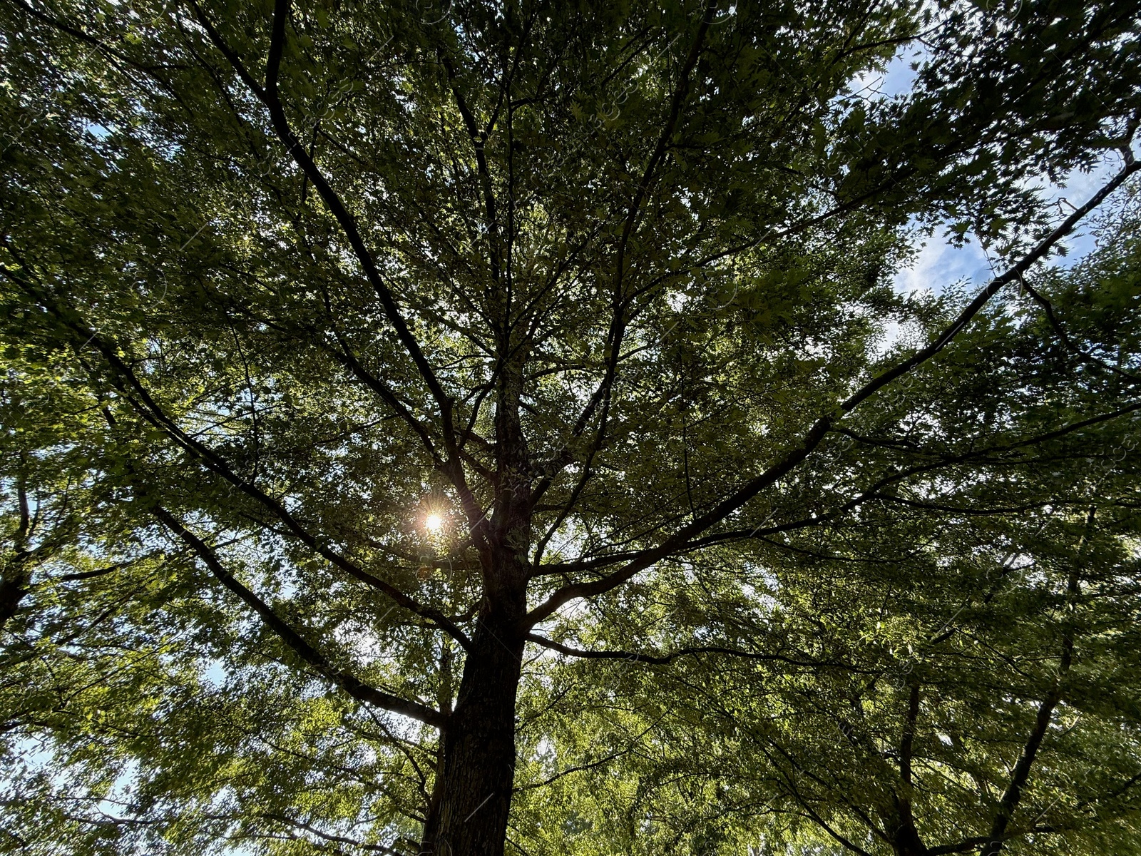 Beautiful tree with green leaves growing under blue sky, bottom view Photo of Beautiful tree with green leaves growing under blue sky, bottom view