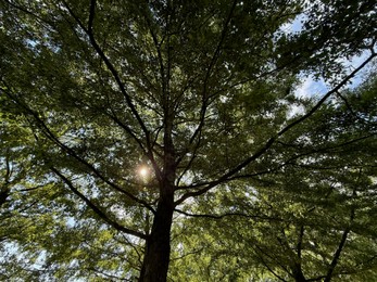 Photo of Beautiful tree with green leaves growing under blue sky, bottom view