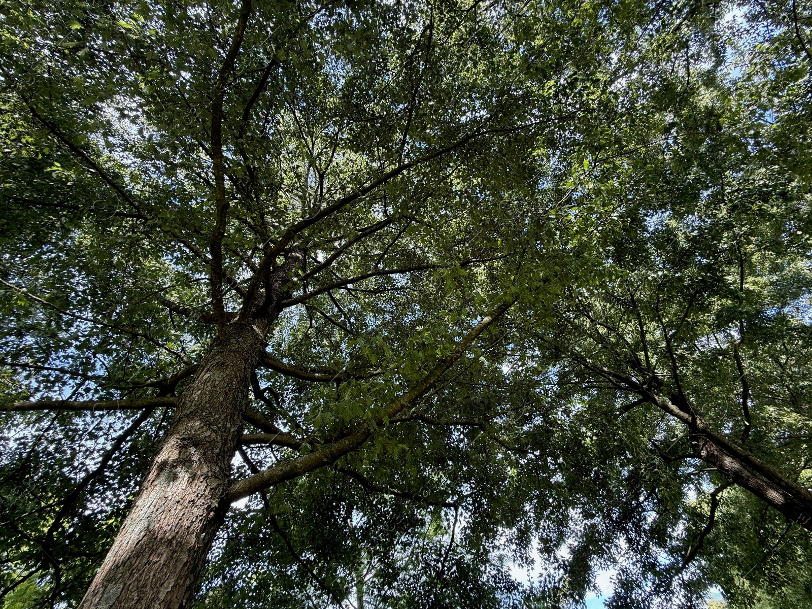 Beautiful tree with green leaves growing under blue sky, bottom view Photo of Beautiful tree with green leaves growing under blue sky, bottom view