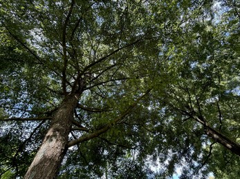 Photo of Beautiful tree with green leaves growing under blue sky, bottom view