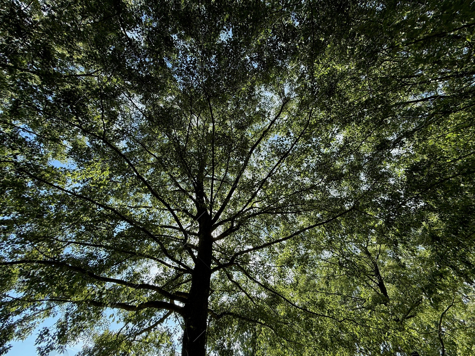 Beautiful tree with green leaves growing under blue sky, bottom view Photo of Beautiful tree with green leaves growing under blue sky, bottom view