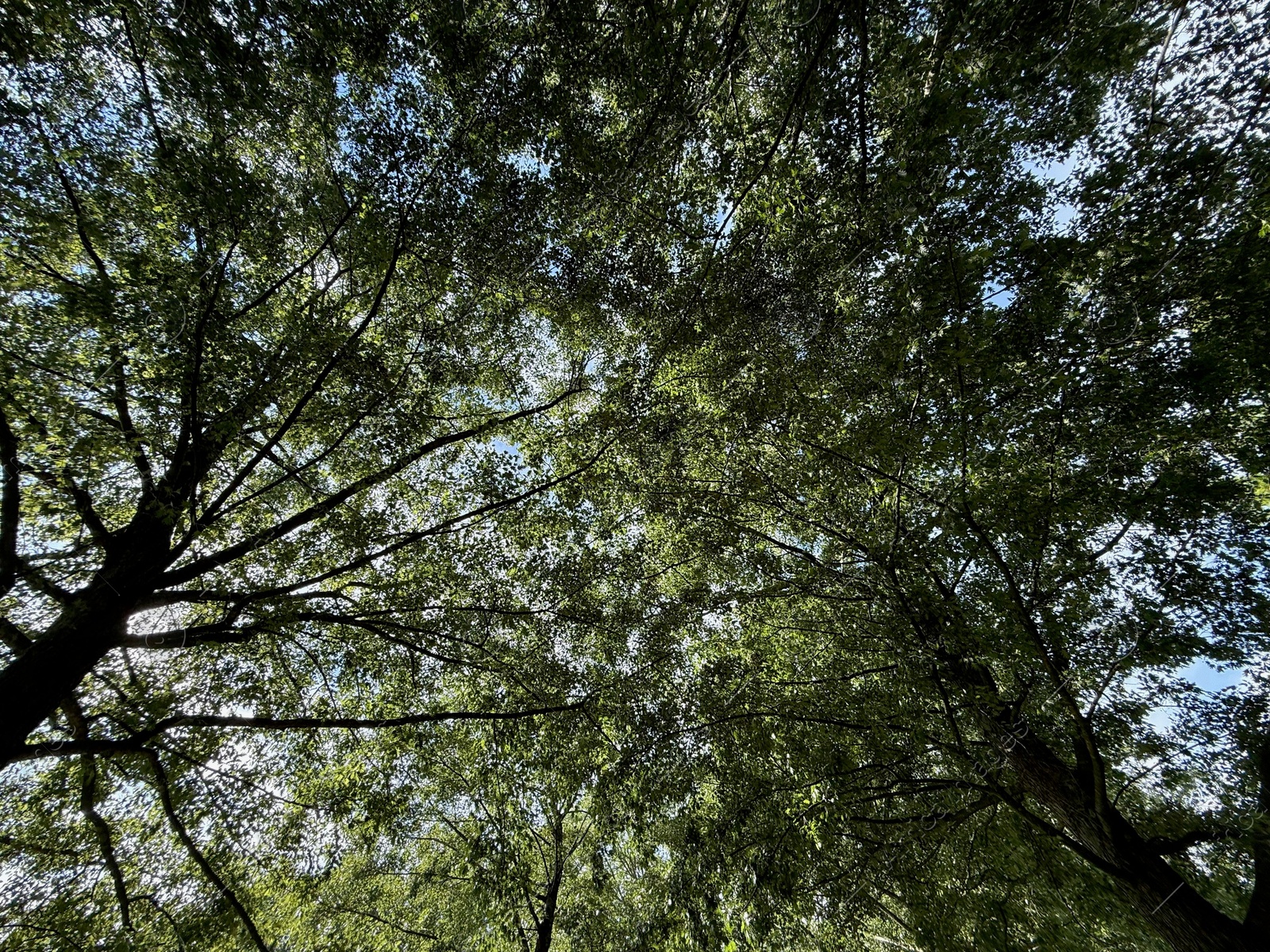 Beautiful tree with green leaves growing under blue sky, bottom view Photo of Beautiful tree with green leaves growing under blue sky, bottom view