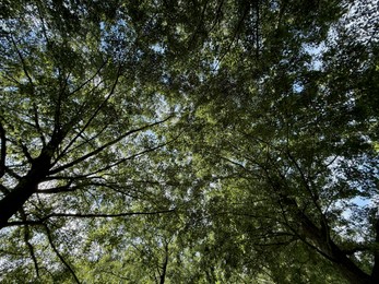 Photo of Beautiful tree with green leaves growing under blue sky, bottom view