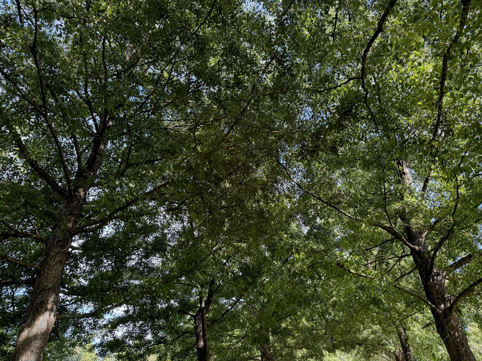 Beautiful tree with green leaves growing under blue sky, bottom view Photo of Beautiful tree with green leaves growing under blue sky, bottom view