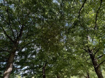 Photo of Beautiful tree with green leaves growing under blue sky, bottom view