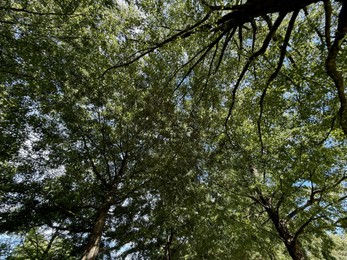 Photo of Beautiful tree with green leaves growing under blue sky, bottom view