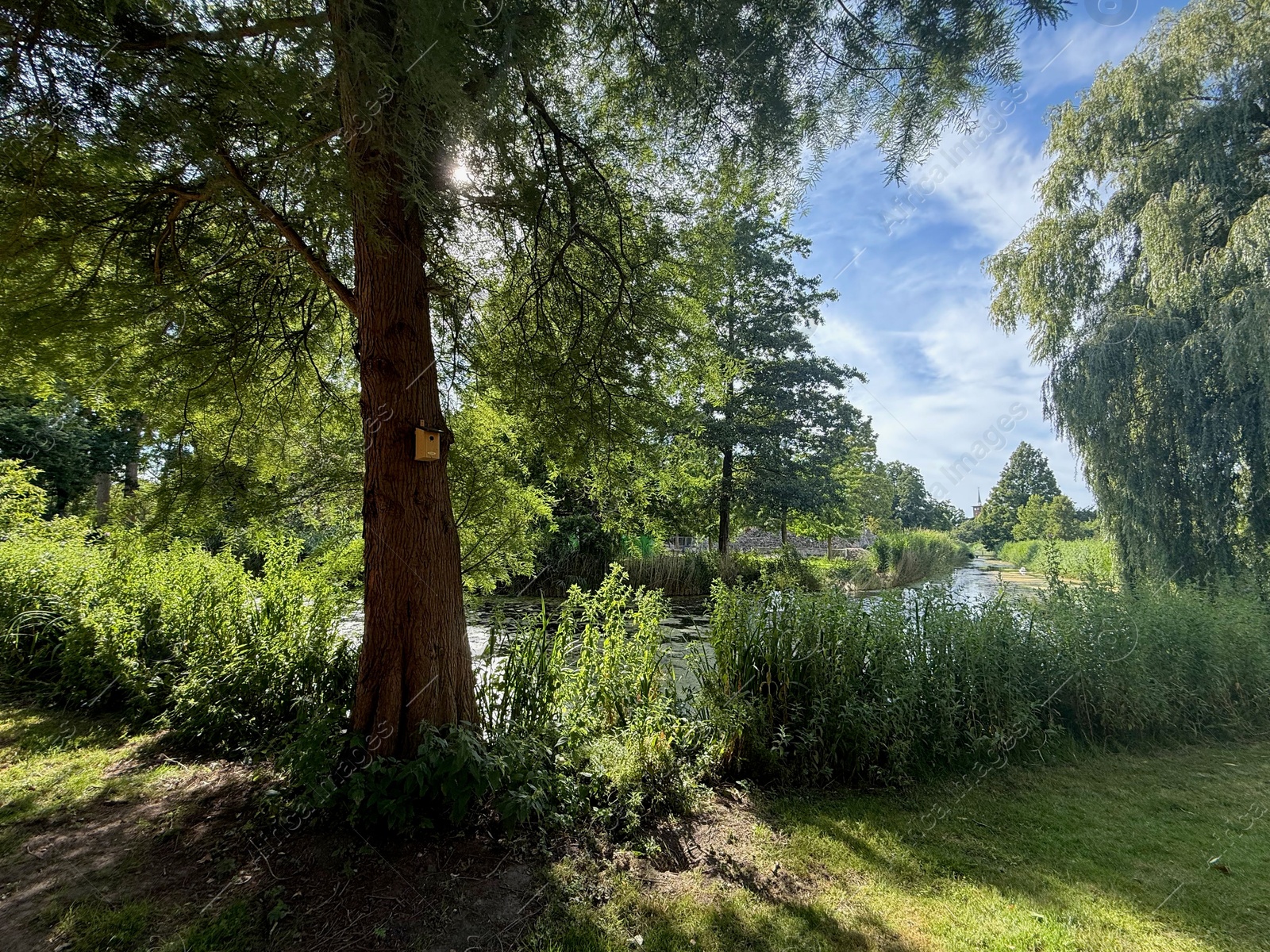 Beautiful trees and river in park at summer Photo of Beautiful trees and river in park at summer
