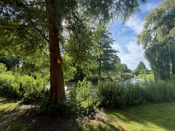 Photo of Beautiful trees and river in park at summer