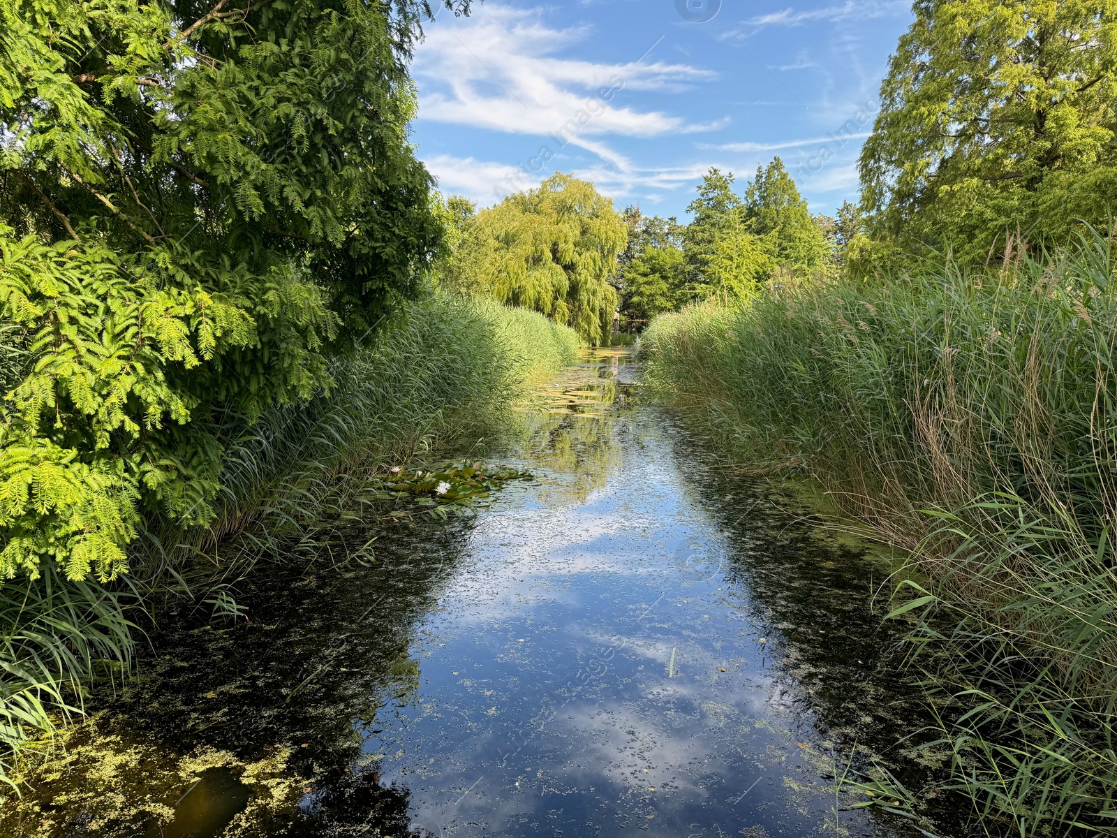 Beautiful trees and river in park at summer Photo of Beautiful trees and river in park at summer