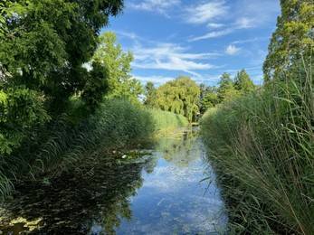 Photo of Beautiful trees and river in park at summer