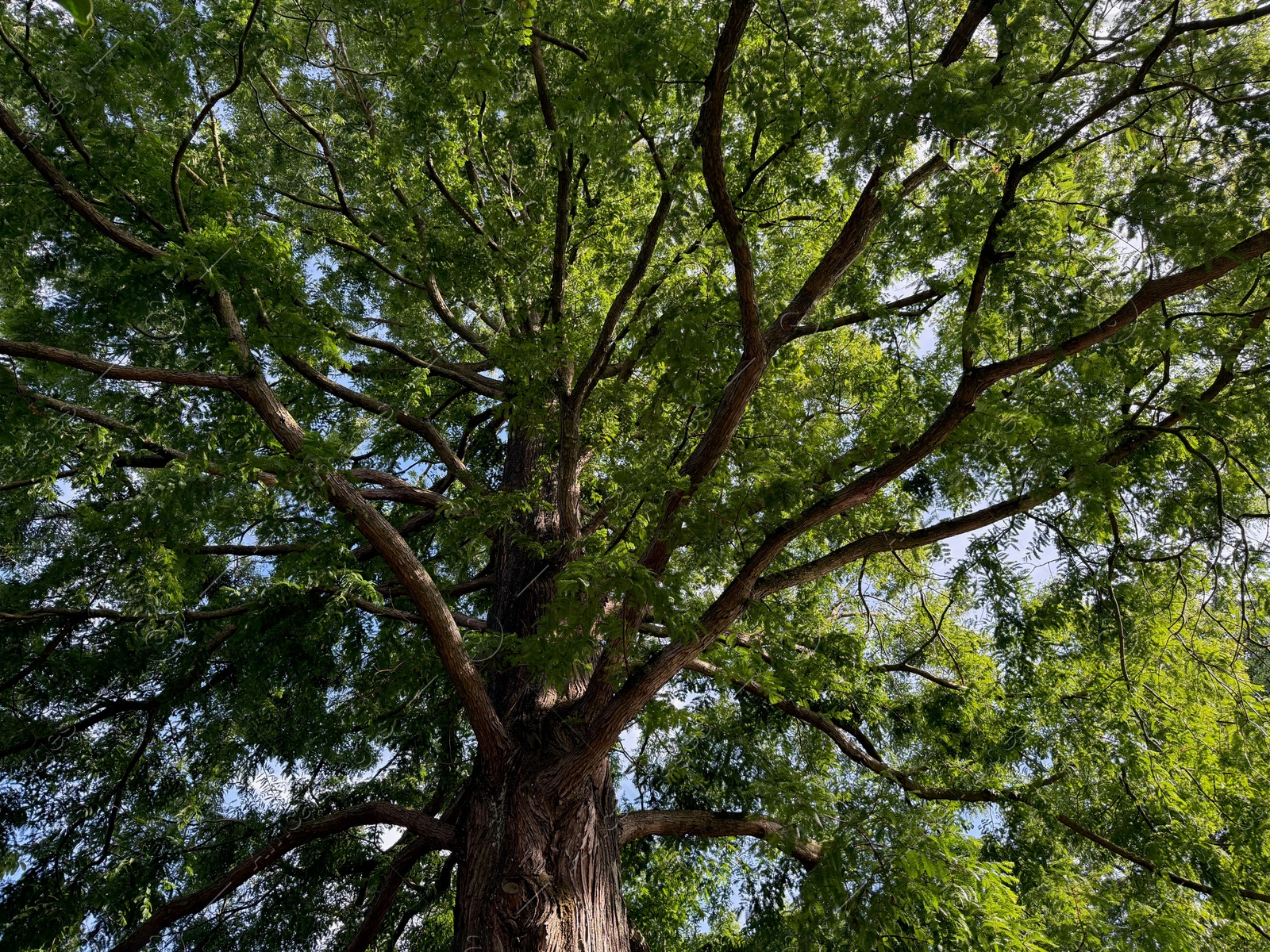 Beautiful tree with green leaves growing under blue sky, bottom view Photo of Beautiful tree with green leaves growing under blue sky, bottom view