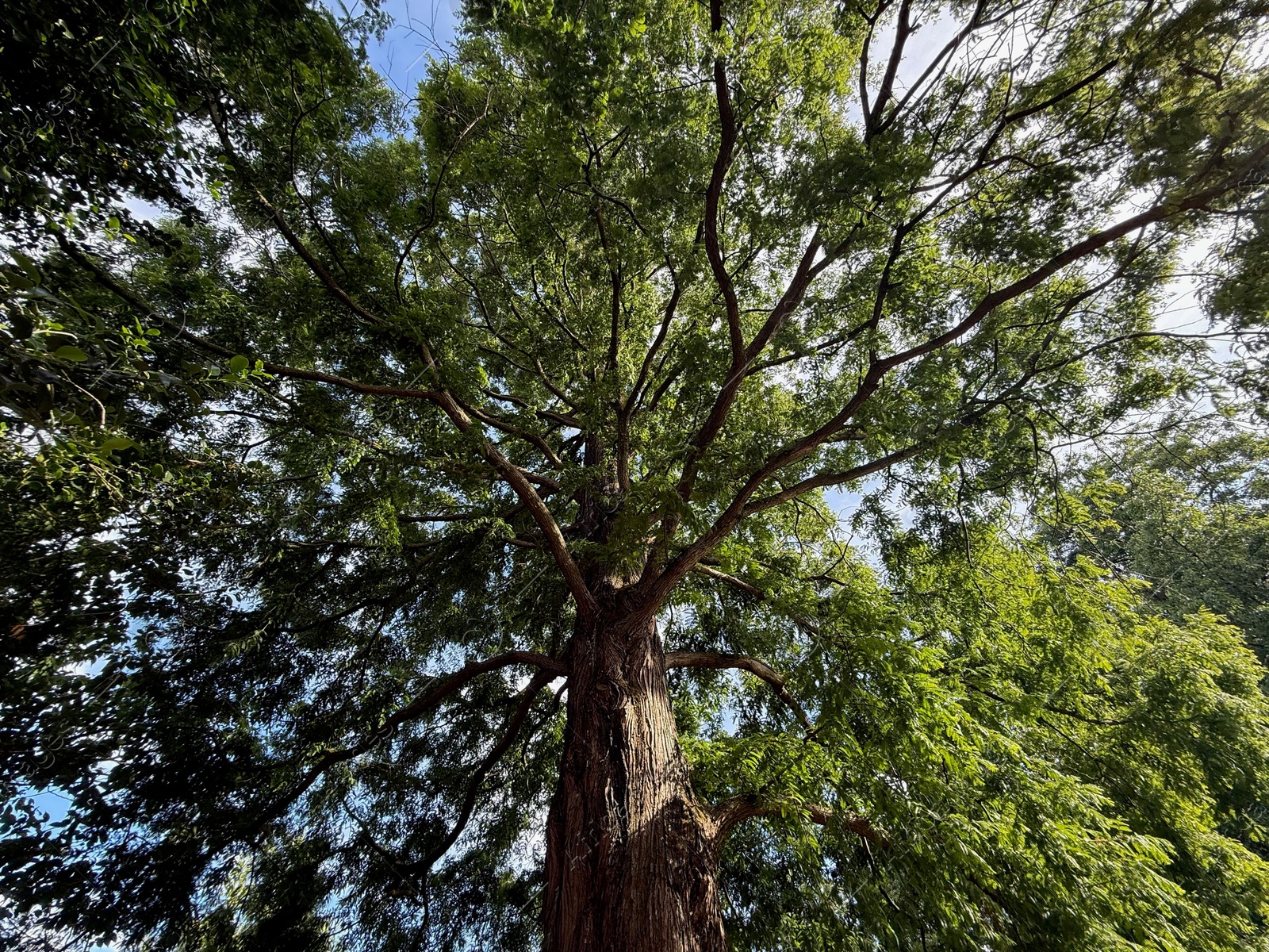 Beautiful tree with green leaves growing under blue sky, bottom view Photo of Beautiful tree with green leaves growing under blue sky, bottom view
