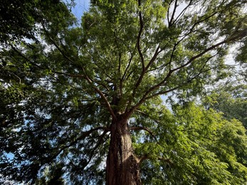 Photo of Beautiful tree with green leaves growing under blue sky, bottom view