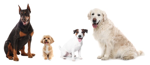 Image of Cute dogs of different breeds isolated on white, collage