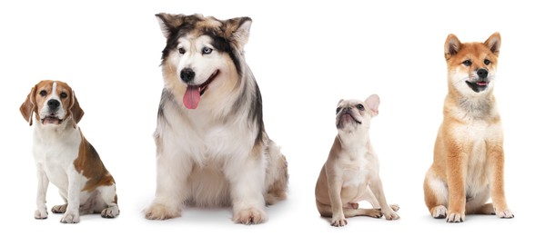 Image of Cute dogs of different breeds isolated on white, collage