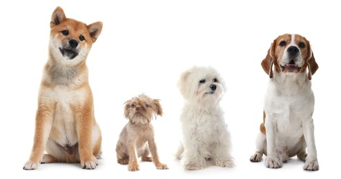 Image of Cute dogs of different breeds isolated on white, collage