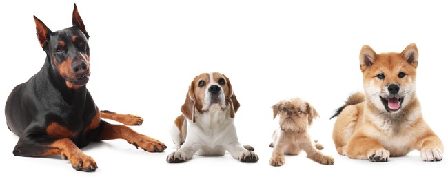 Image of Cute dogs of different breeds isolated on white, collage