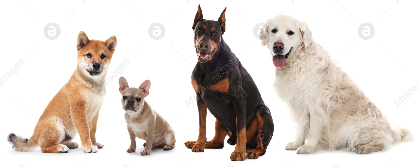 Cute dogs of different breeds isolated on white, collage Image of Cute dogs of different breeds isolated on white, collage