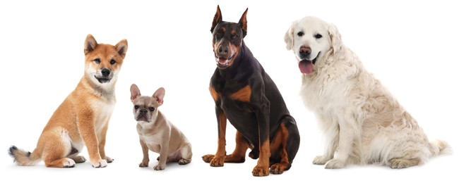 Image of Cute dogs of different breeds isolated on white, collage