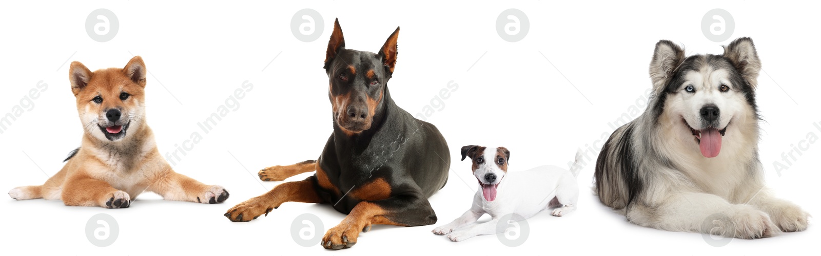 Cute dogs of different breeds isolated on white, collage Image of Cute dogs of different breeds isolated on white, collage
