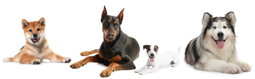 Image of Cute dogs of different breeds isolated on white, collage