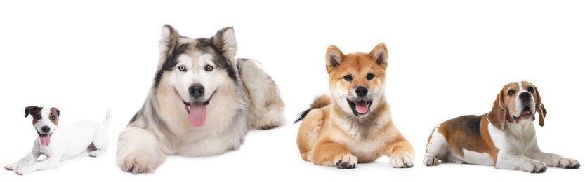 Image of Cute dogs of different breeds isolated on white, collage