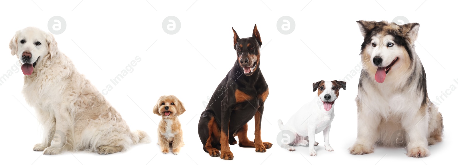 Cute dogs of different breeds isolated on white, collage Image of Cute dogs of different breeds isolated on white, collage