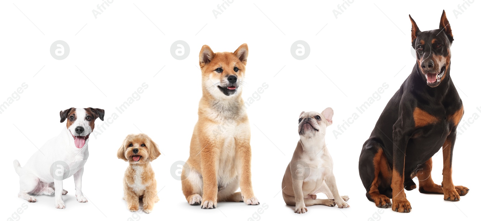 Cute dogs of different breeds isolated on white, collage Image of Cute dogs of different breeds isolated on white, collage