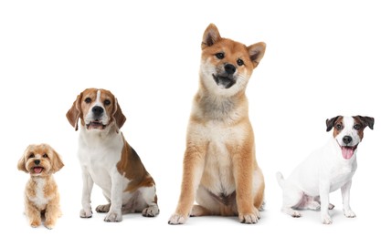 Image of Cute dogs of different breeds isolated on white, collage