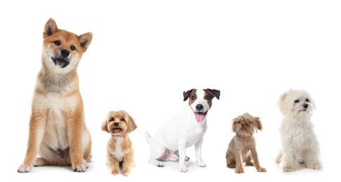 Image of Cute dogs of different breeds isolated on white, collage
