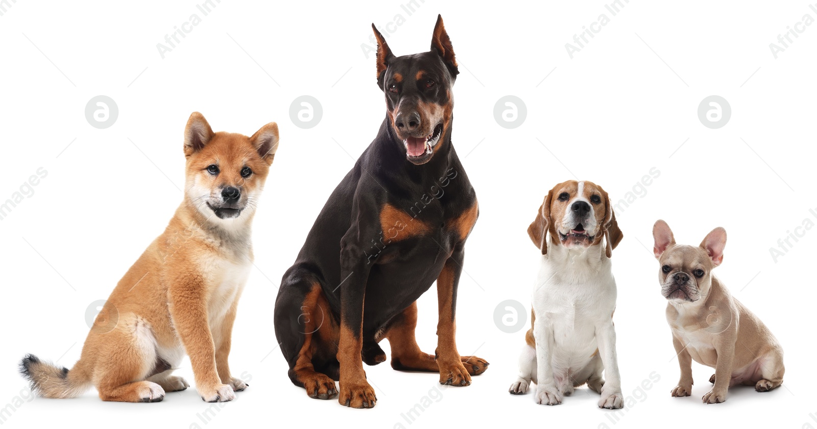 Cute dogs of different breeds isolated on white, collage Image of Cute dogs of different breeds isolated on white, collage