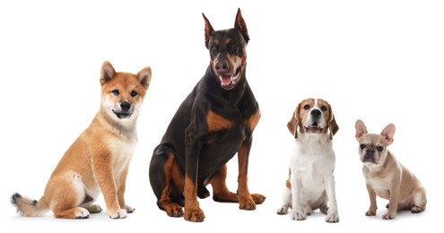 Image of Cute dogs of different breeds isolated on white, collage