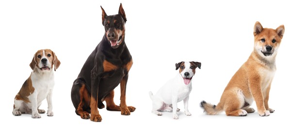 Image of Cute dogs of different breeds isolated on white, collage