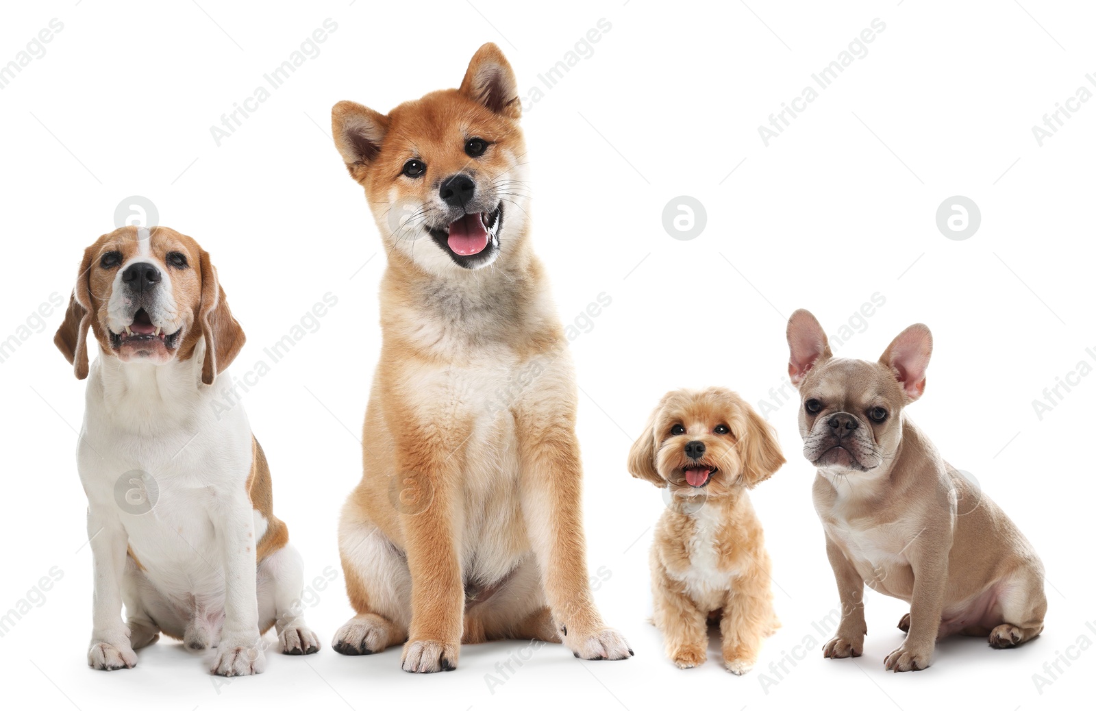 Cute dogs of different breeds isolated on white, collage Image of Cute dogs of different breeds isolated on white, collage