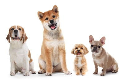 Image of Cute dogs of different breeds isolated on white, collage