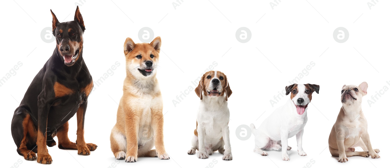 Cute dogs of different breeds isolated on white, collage Image of Cute dogs of different breeds isolated on white, collage