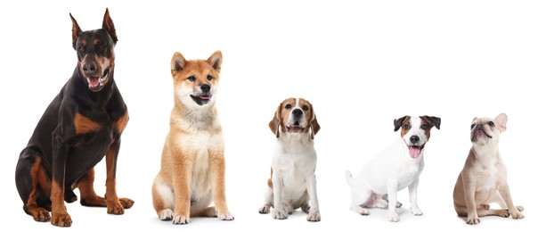 Image of Cute dogs of different breeds isolated on white, collage