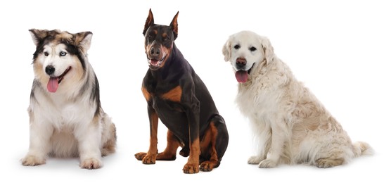Image of Cute dogs of different breeds isolated on white, collage