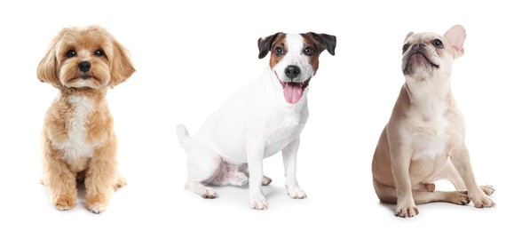 Image of Cute dogs of different breeds isolated on white, collage