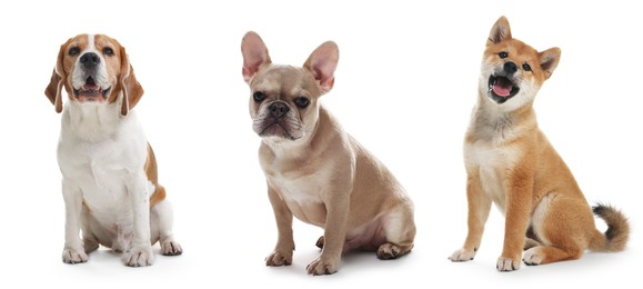 Image of Cute dogs of different breeds isolated on white, collage