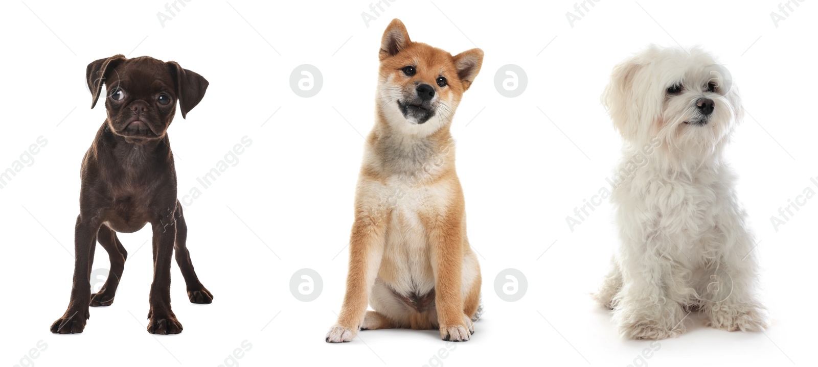 Cute dogs of different breeds isolated on white, collage Image of Cute dogs of different breeds isolated on white, collage