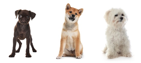 Image of Cute dogs of different breeds isolated on white, collage