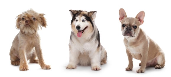 Image of Cute dogs of different breeds isolated on white, collage