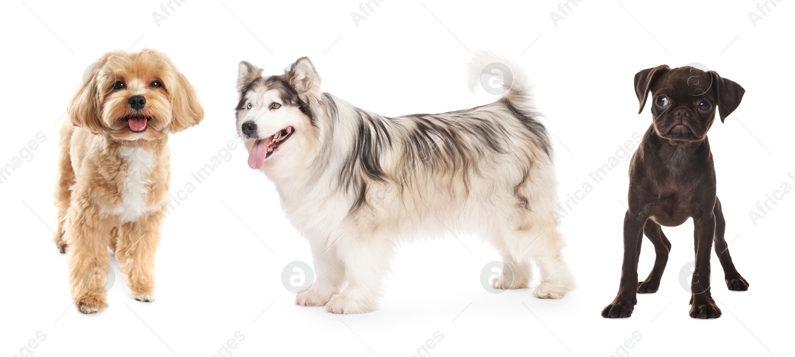 Cute dogs of different breeds isolated on white, collage Image of Cute dogs of different breeds isolated on white, collage